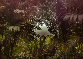 Tijuca-Wald XXXVII, 2024
