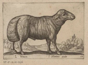 Arabisches Schaf