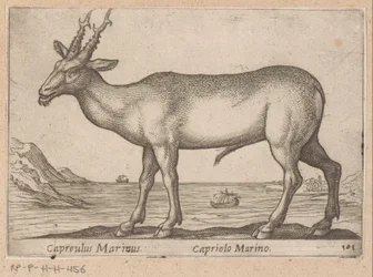 Hirsch Capreulus Marinus / Capriolo Marino (Titel auf Objekt)