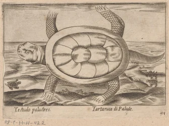 Sumpfschildkröte