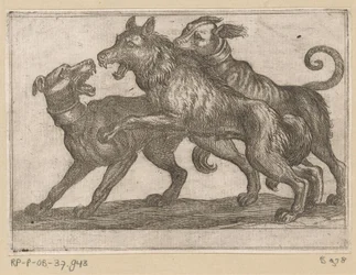 Zwei Hunde im Kampf mit einem Wolf (Vechtende dieren)