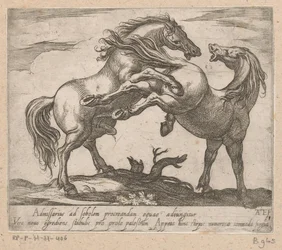 Zwei paarende Pferde (Paarden uit verschillende landen)