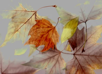 Herbst