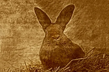 Hase, 2012