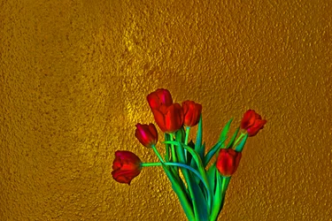 Tulpen