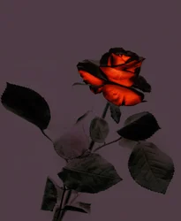 Eine neue Rose, 2007