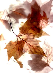 Herbstwind