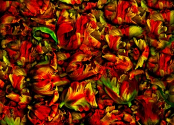 Tulpenbeet