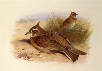 Eine Haubenlerche, Britische Vögel