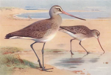 Schwarzschwanz-Brachvogel (Winter), Pfuhlschnepfe (Winter) (Farblithografie)