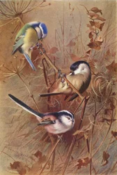Blaumeise, Sumpfmeise, Schwanzmeise