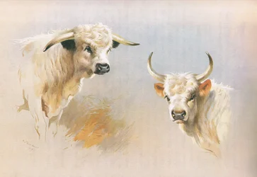 Chartley-Bulle und Chillingham-Bulle, aus Thorburns Säugetiere, veröffentlicht von Longmans and Co, um 1920