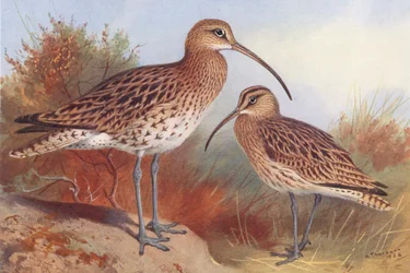 Großer Brachvogel, Regenbrachvogel