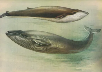 Gewöhnlicher Furchenwal, Sibbalds Furchenwal oder Blauwal, aus Thorburns Mammals, veröffentlicht von Longmans and Co, ca. 1920