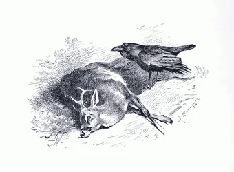 Totes Reh und Rabe, aus Thorburn