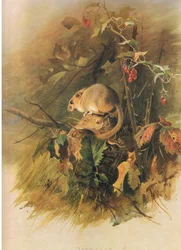 Siebenschläfer, aus Thorburns Säugetiere, veröffentlicht von Longmans and Co, ca. 1920