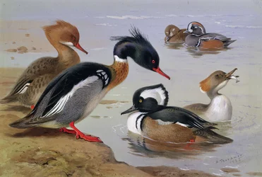 Enten an einem See