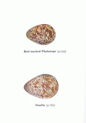 Eier: Odinshühnchen und Alpenstrandläufer, aus Vögel der Britischen Inseln und ihre Eier, veröffentlicht von Frederick Warne & Co Ltd, 1958