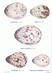 Eier: Waldschnepfe; Bekassine, Triel, Rotschenkel, Flussuferläufer, aus Vögel der Britischen Inseln und ihre Eier veröffentlicht von Frederick Warne & Co Ltd, 1958