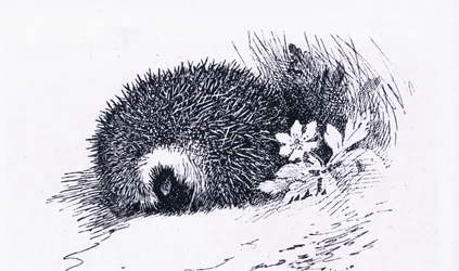 Igel, Natur in Großbritannien veröffentlicht von Collins, 1946