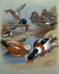 Stockente, Schnatterente, Rostgans