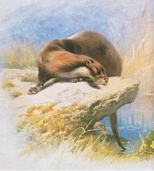 Otter, veröffentlicht von Book Club Associates, 1972