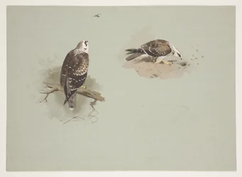 Blasser Honigbussard, ca. 1915