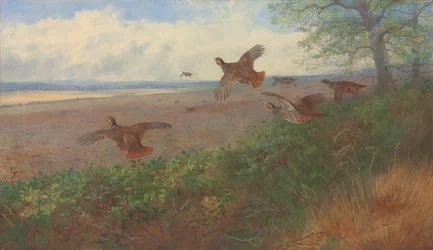 Rebhühner im Flug
