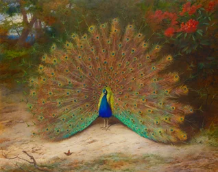 Pfau und Tagpfauenauge