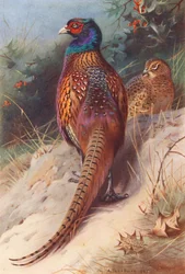 Fasan (männlich und weiblich)