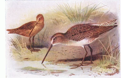 Rotschenkel, aus Vögel der Britischen Inseln und ihre Eier, veröffentlicht von Frederick Warne & Co Ltd, 1958