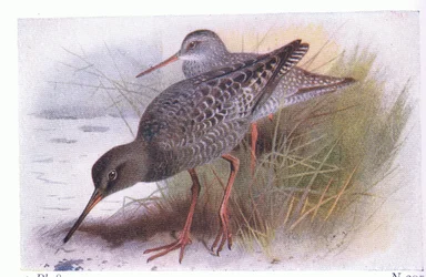 Dunkler Wasserläufer, aus Vögel der Britischen Inseln und ihre Eier veröffentlicht von Frederick Warne & Co Ltd, 1958