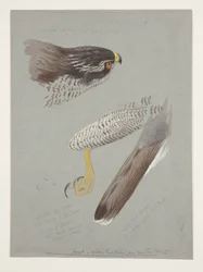 Studien von Kopf, Fuß und Flügel eines männlichen Habichts, ca. 1915