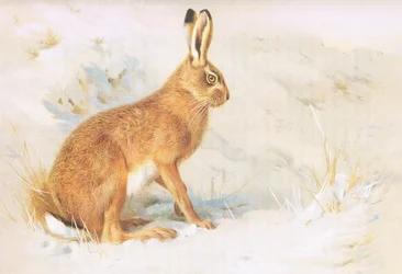 Der Feldhase, aus Thorburns Säugetiere, veröffentlicht von Longmans and Co, ca. 1920