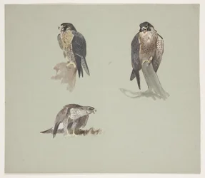 Drei Farbstudien eines männlichen Wanderfalken, ca. 1915