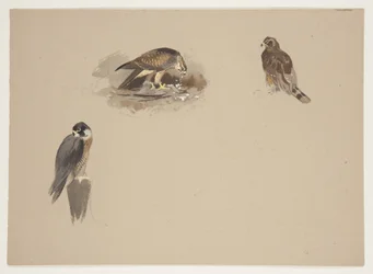 Drei kleine Vignetten von Wanderfalken und 2 anderen Greifvögeln, ca. 1915