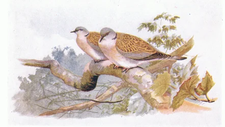 Turteltaube, aus Vögel der Britischen Inseln und ihre Eier, veröffentlicht von Frederick Warne & Co Ltd, 1958