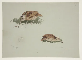 Zwei Vignetten der Waldschnepfe, ca. 1915