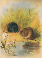 Wasserratte, aus Thorburns Säugetiere, veröffentlicht von Longmans und Co, ca. 1920
