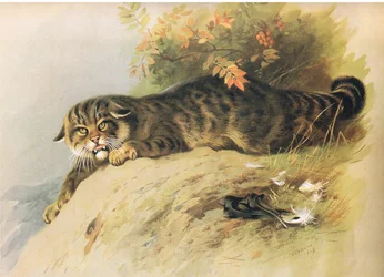 Wildkatze, aus Thorburns Säugetiere, veröffentlicht von Longmans and Co, ca. 1920
