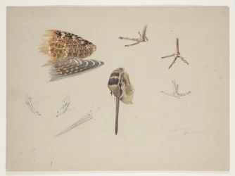 Schnabel, Füße und Flügel der Waldschnepfe, ca. 1915