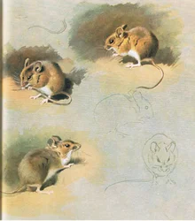 Waldmaus, veröffentlicht von Book Club Associates, 1972
