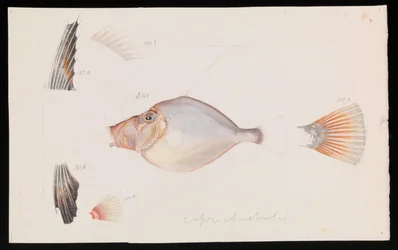 Silberdory, Cyttus australis