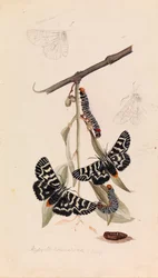 Weinmotte, Comocrus behri