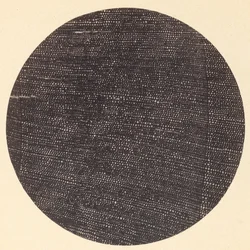 Mikrofotografie eines Querschnitts von Holz Salisburia, 1870er