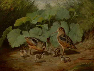 Waldschnepfe und Jungvögel