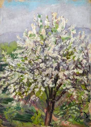 Mandelblüte