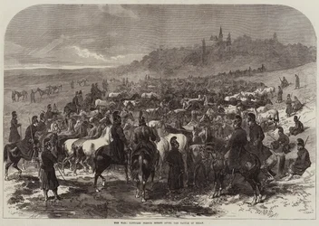 Der Krieg, erbeutete französische Pferde nach der Schlacht von Sedan