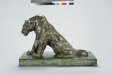 Puma auf Wache