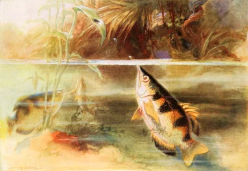 Ein Sportler unter Fischen